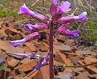 Boechera divaricarpa