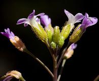 Boechera gracilenta