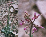 Boechera inyoensis