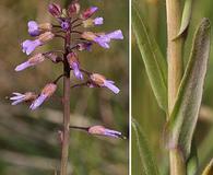 Boechera sparsiflora