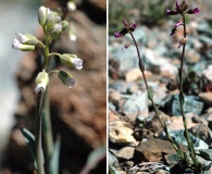 Boechera suffrutescens