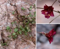 Boerhavia gracillima