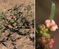 Boerhavia pterocarpa