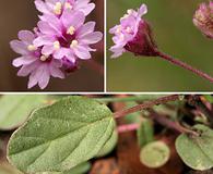 Boerhavia purpurascens