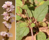 Boerhavia spicata