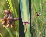 Bolboschoenus robustus