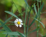 Boltonia diffusa