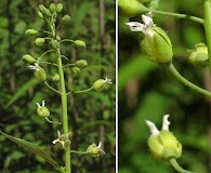 Borodinia canadensis