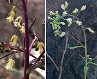 Borodinia laevigata