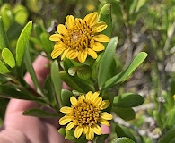 Borrichia arborescens