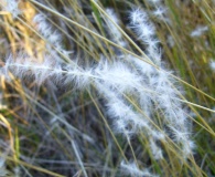 Bothriochloa laguroides