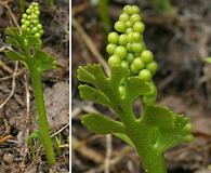 Botrychium ascendens