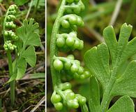 Botrychium lunaria