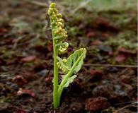 Botrychium minganense