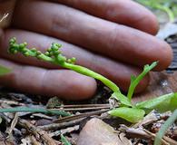 Botrychium montanum