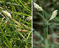 Bouteloua dactyloides