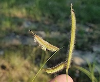 Bouteloua pectinata