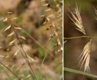 Bouteloua radicosa