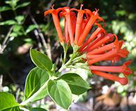 Bouvardia ternifolia