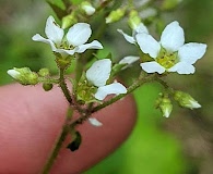 Boykinia aconitifolia