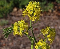 Brassica juncea