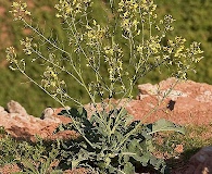 Brassica oleracea