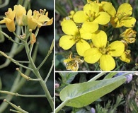 Brassica rapa