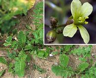 Brassica tournefortii