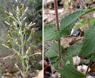 Brickellia betonicifolia