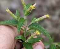 Brickellia cylindracea