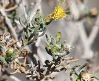 Brickellia frutescens