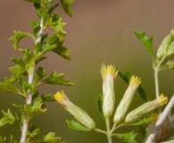 Brickellia laciniata