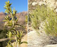 Brickellia longifolia