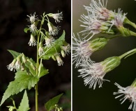 Brickelliastrum fendleri