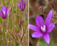 Brodiaea appendiculata