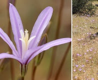 Brodiaea californica