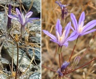 Brodiaea minor