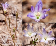 Brodiaea orcuttii