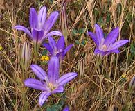 Brodiaea terrestris