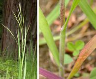 Bromus diandrus