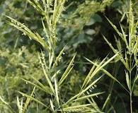 Bromus grandis