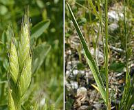 Bromus hordeaceus