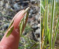 Bromus japonicus