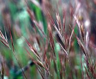 Bromus madritensis