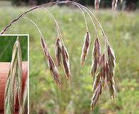 Bromus porteri