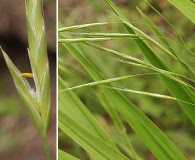 Bromus sitchensis