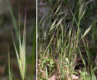 Bromus sterilis