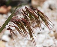 Bromus tectorum