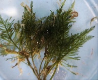 Bryopsis corticulans