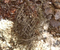 Bryoria chalybeiformis